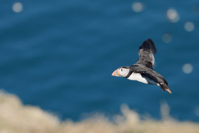 Another flying puffin on skomer island 1769